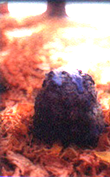 doenças(autodestruct) Image autodestroied-sphereground-2.jpg