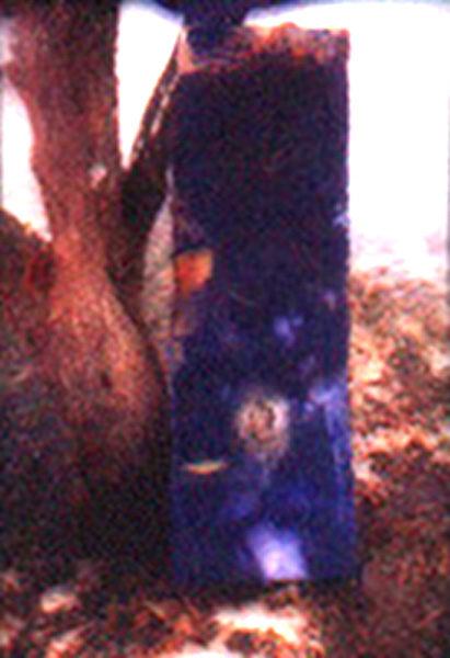 doenças(autodestruct) Image autodestroied-vtree-2.jpg